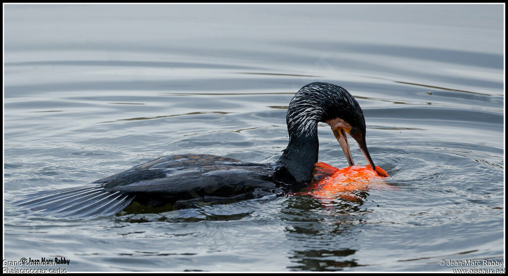 Grand Cormoran, identification