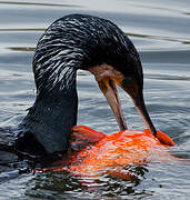 Great Cormorant