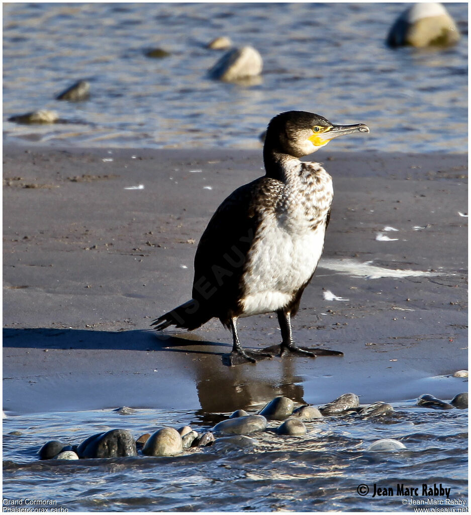 Great Cormorant, identification