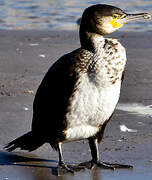 Great Cormorant