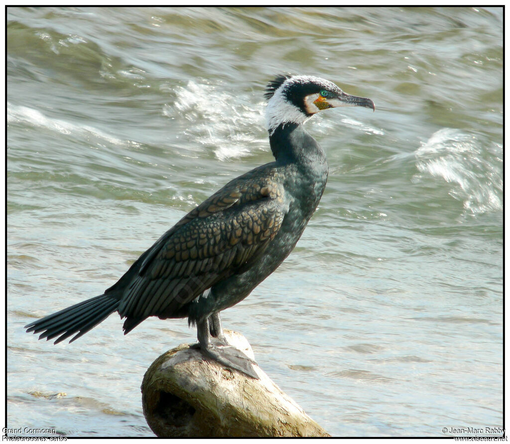 Grand Cormoran, identification