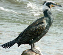 Great Cormorant