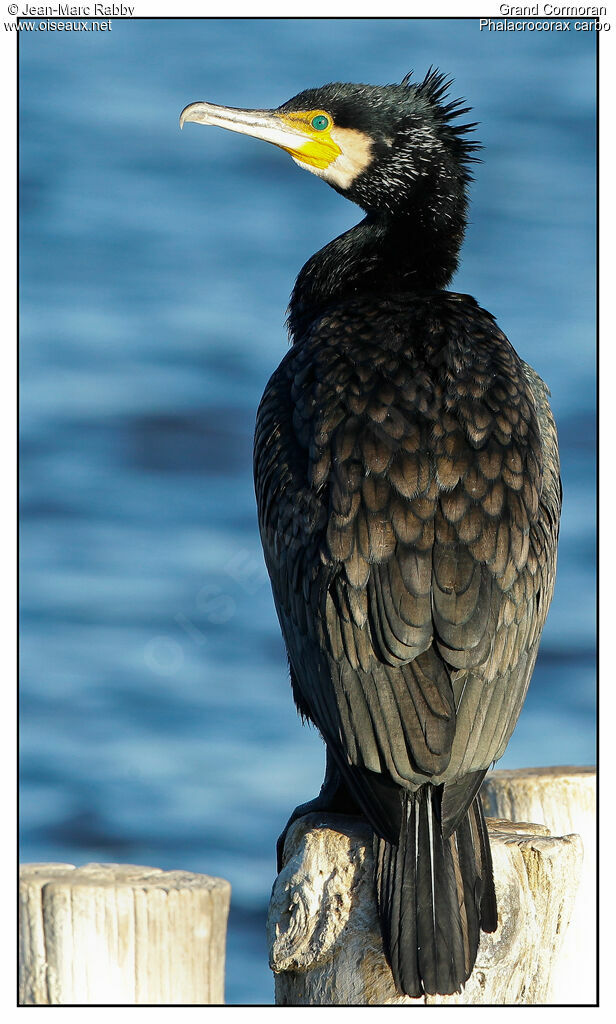 Grand Cormoran, identification