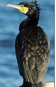 Great Cormorant