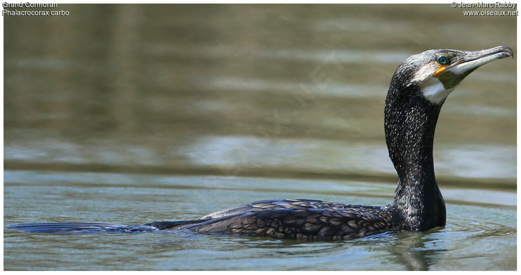 Grand Cormoran, identification