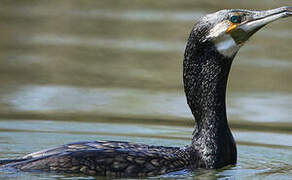 Great Cormorant