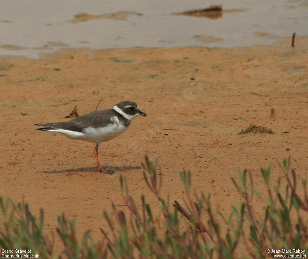 Common Ringed Plover