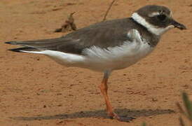 Common Ringed Plover