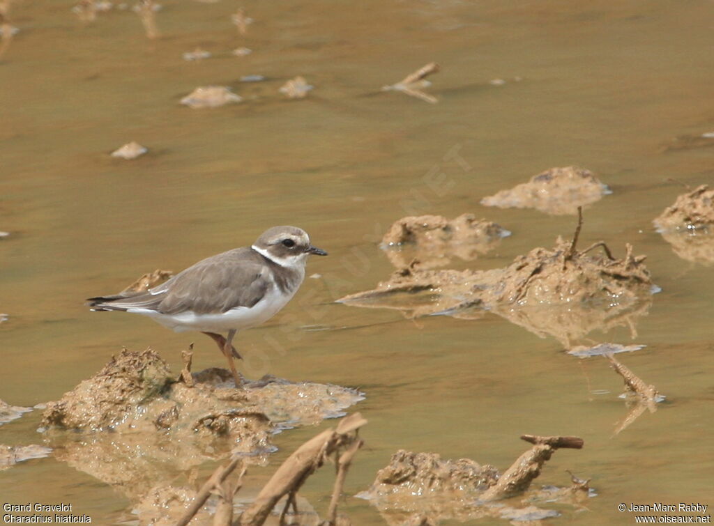 Common Ringed Ploverjuvenile