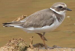 Common Ringed Plover