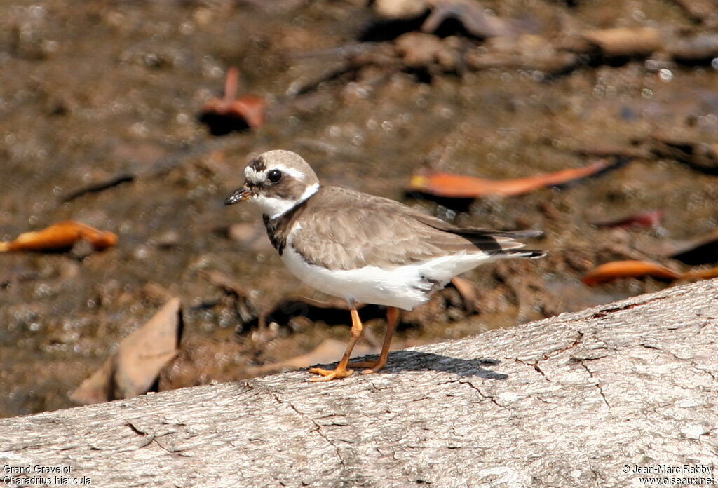 Common Ringed Plover