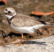 Common Ringed Plover