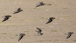 Common Ringed Plover