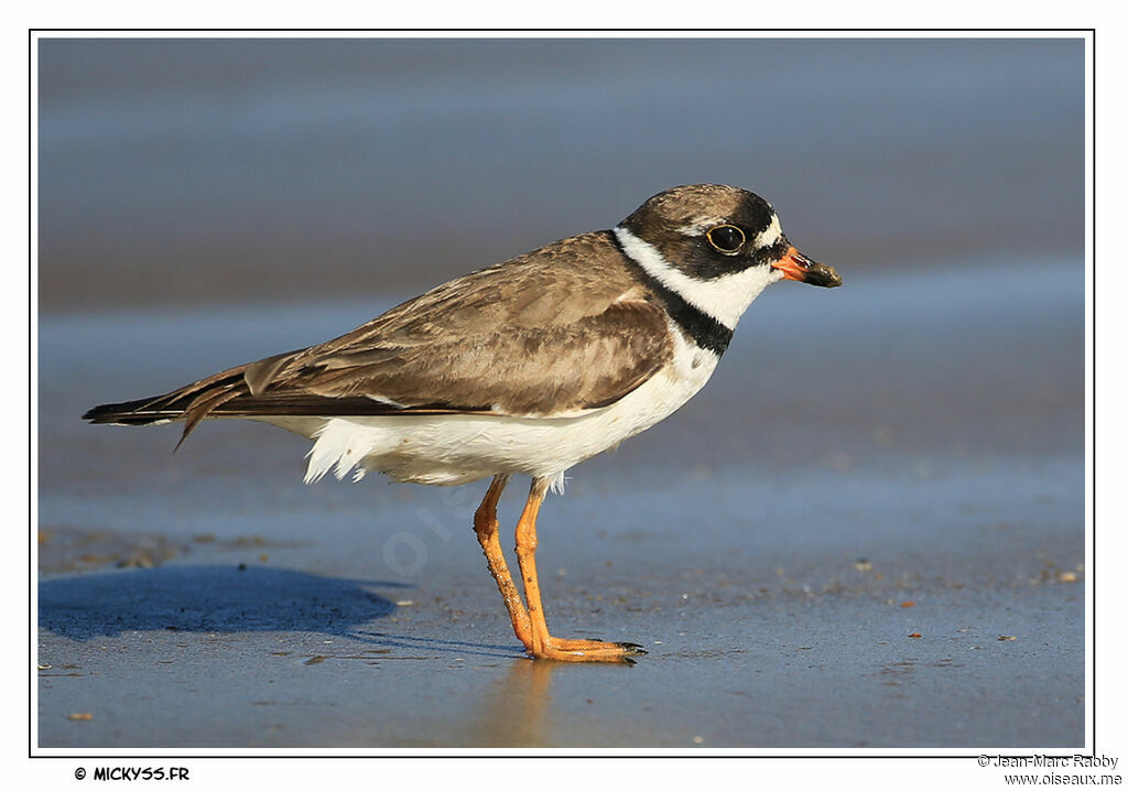 Common Ringed Plover, identification