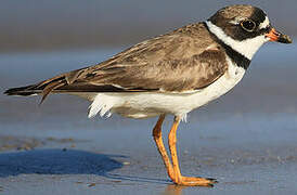 Common Ringed Plover