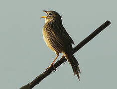 Wedge-tailed Grass Finch