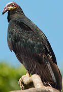 Greater Yellow-headed Vulture