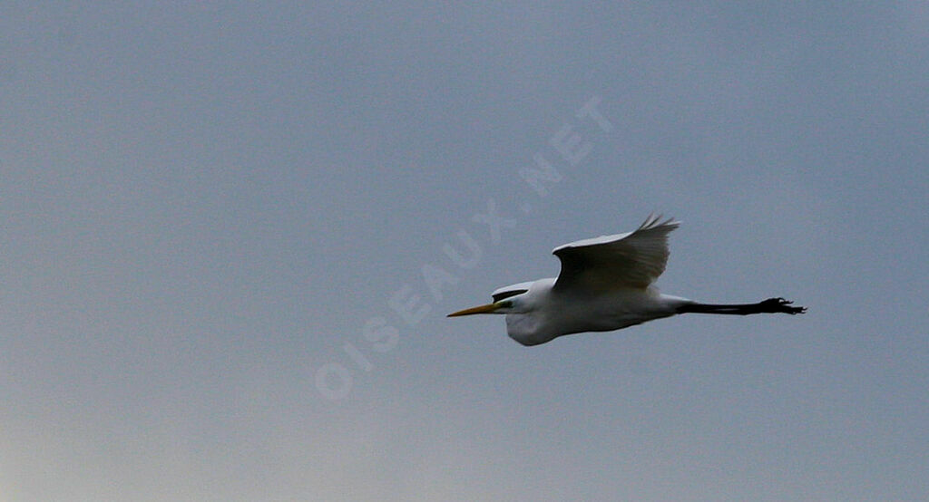 Great Egret, Flight