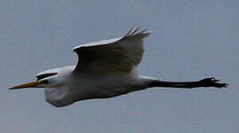 Grande Aigrette