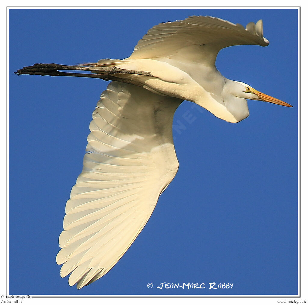 Great Egret, Flight