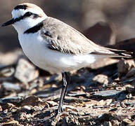 Kentish Plover