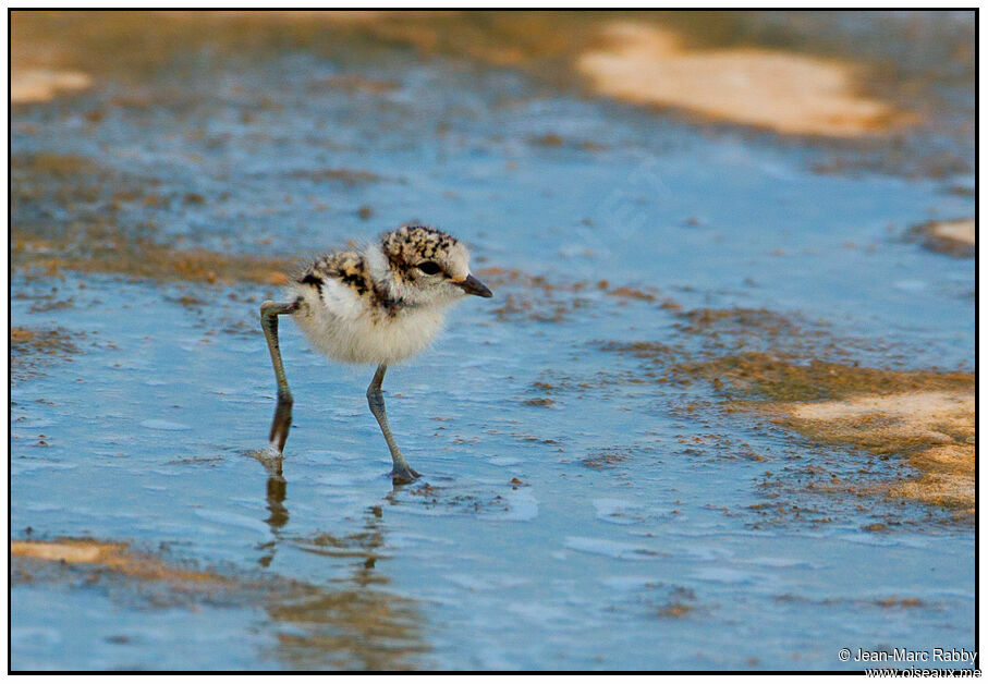 Kentish Ploverjuvenile, identification