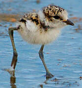 Kentish Plover