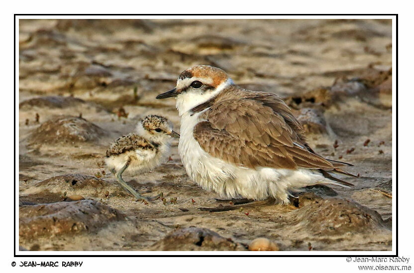 Kentish Plover male, identification