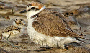 Kentish Plover