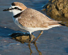 Kentish Plover