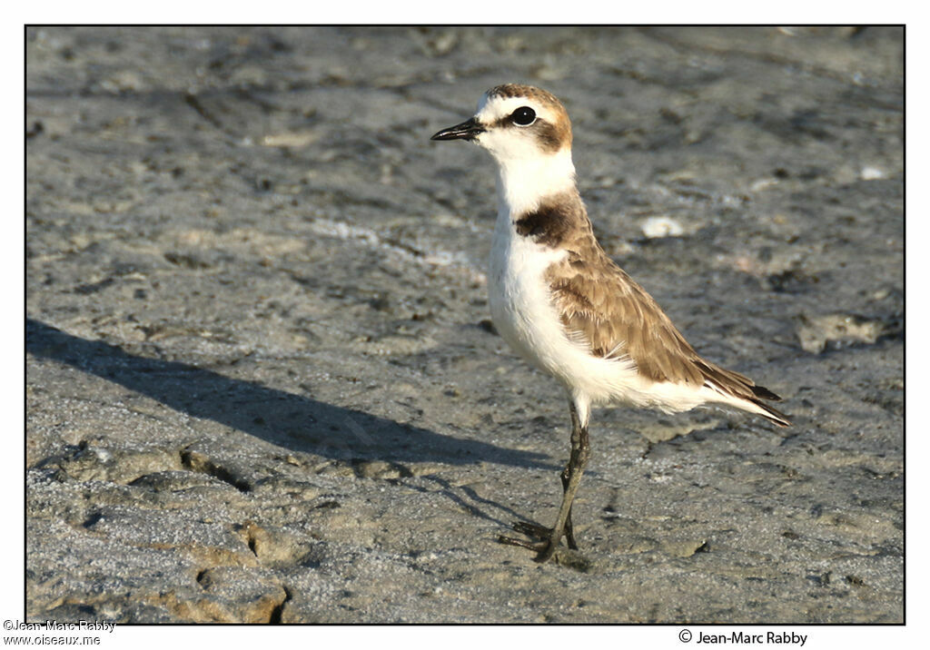 Kentish Plover, identification