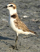 Kentish Plover