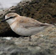 White-fronted Plover