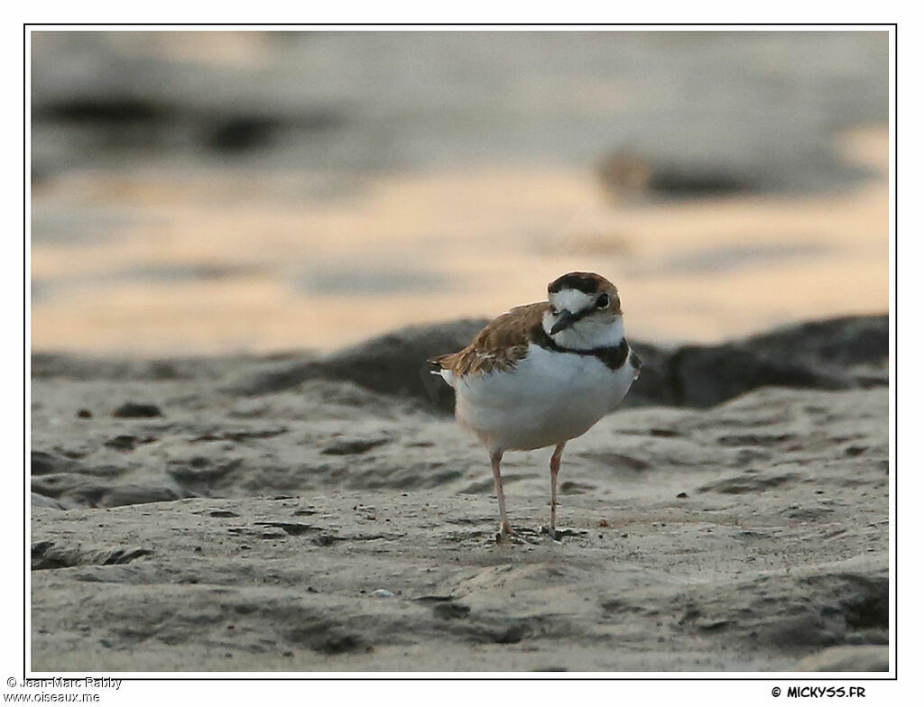 Collared Plover, identification