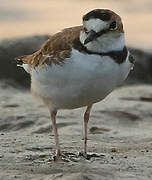 Collared Plover