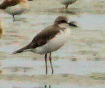 Greater Sand Plover