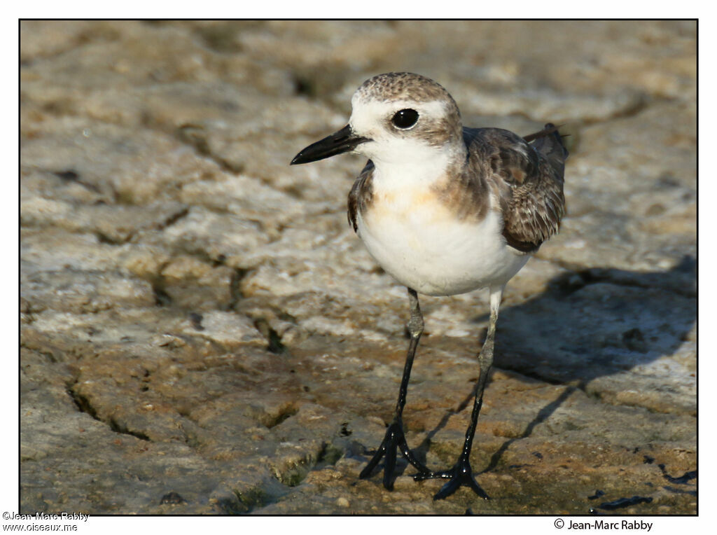 Gravelot de Leschenaultadulte internuptial, identification