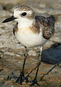 Greater Sand Plover