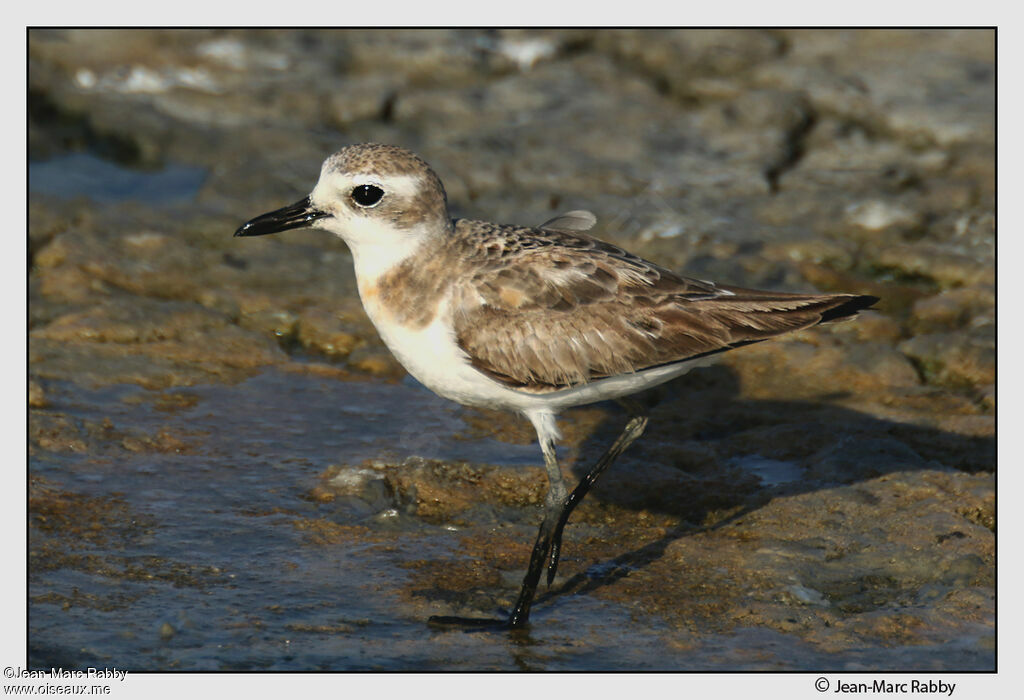 Greater Sand Ploveradult post breeding, identification