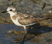 Greater Sand Plover