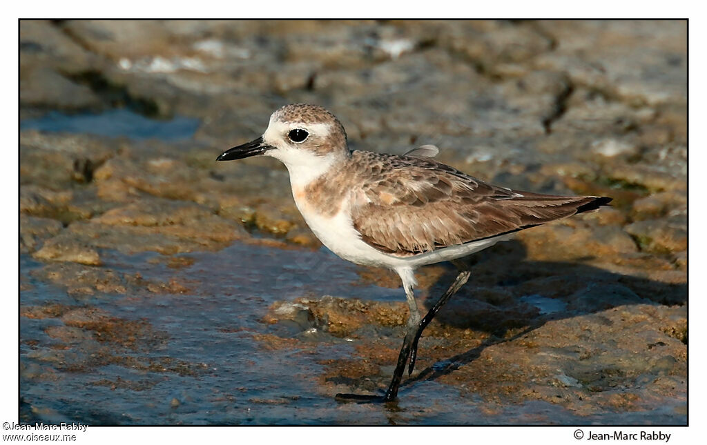 Greater Sand Ploveradult post breeding, identification