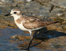 Greater Sand Plover