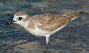 Greater Sand Plover