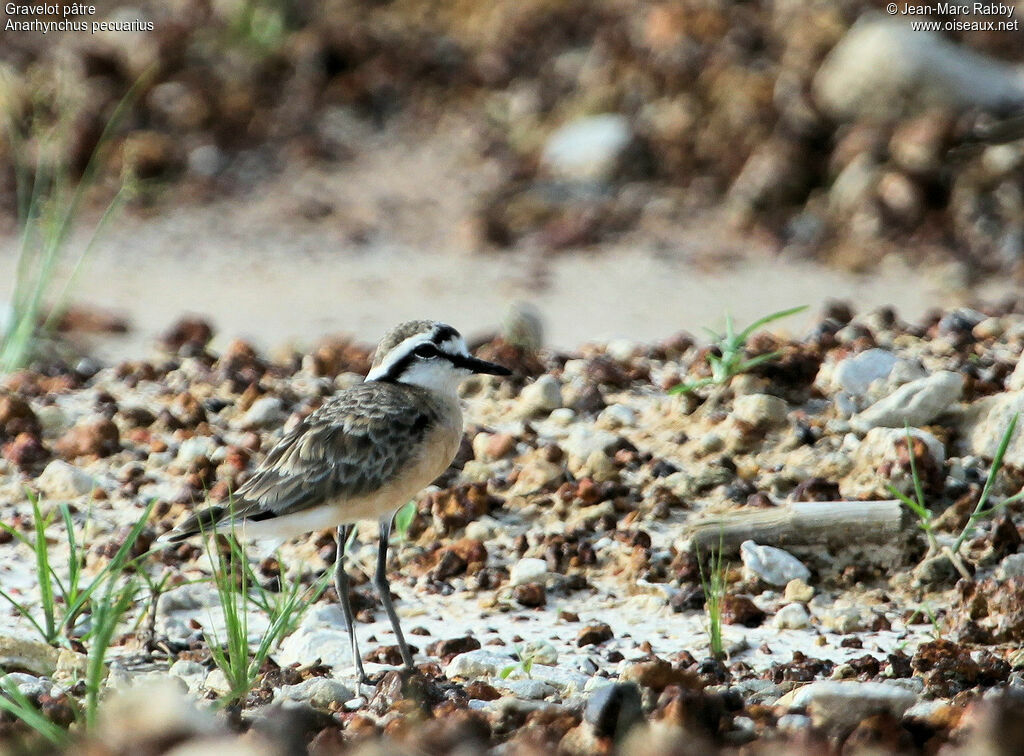 Gravelot pâtre, identification