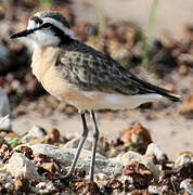 Kittlitz's Plover