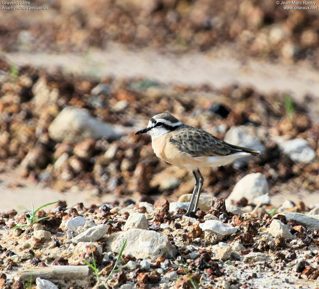 Kittlitz's Plover, identification