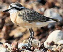 Kittlitz's Plover