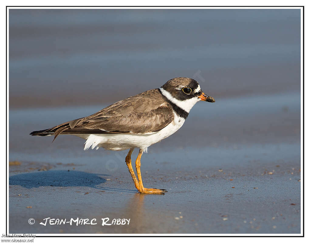 Semipalmated Ploveradult breeding, identification