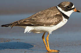 Semipalmated Plover