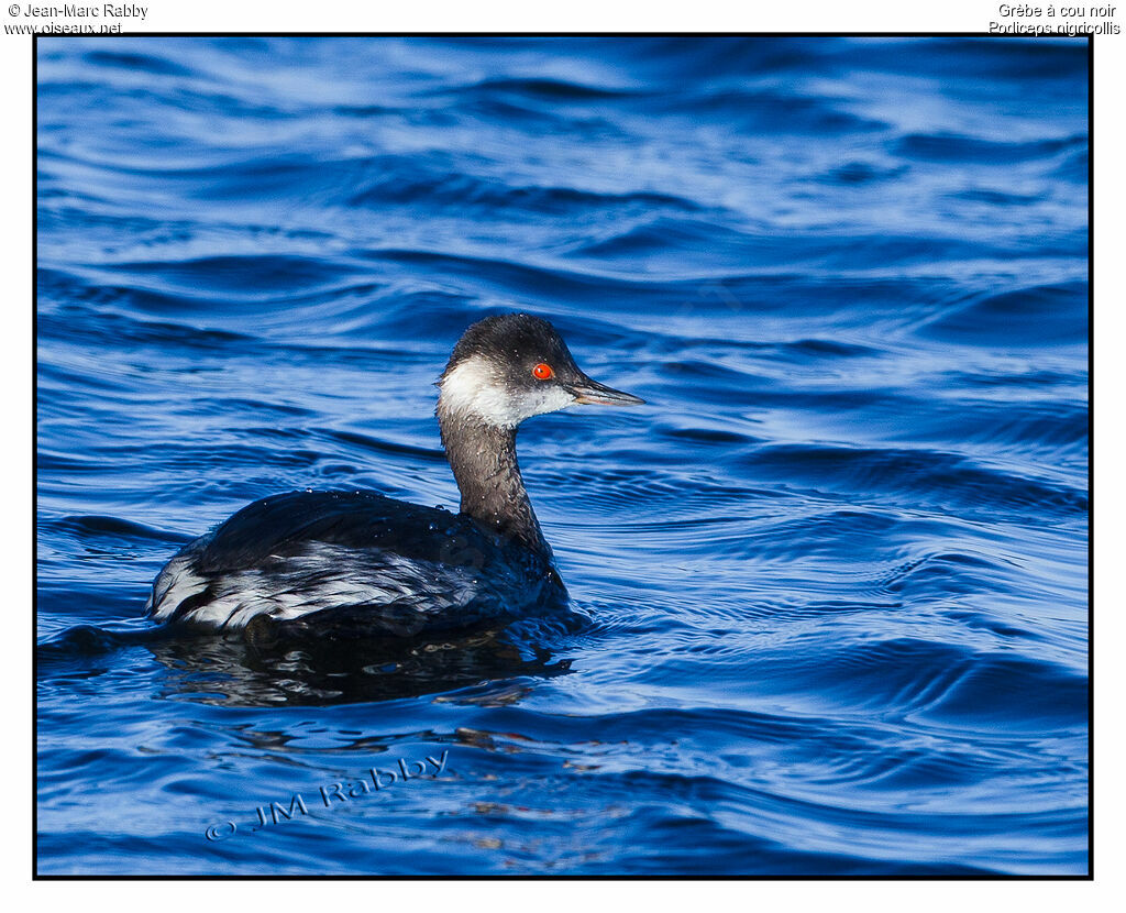 Black-necked Grebe, identification